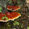 reishi Ganoderma lucidum mushroom